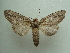  (Schizura claricostata - KLM Lep 05749)  @14 [ ] CreativeCommons  Attribution Non-Commercial Share-Alike (2016) Christian Wieser Landesmuseum Kärnten
