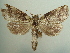  ( - KLM Lep 05755)  @14 [ ] CreativeCommons  Attribution Non-Commercial Share-Alike (2016) Christian Wieser Landesmuseum Kärnten