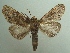  ( - KLM Lep 05760)  @14 [ ] CreativeCommons  Attribution Non-Commercial Share-Alike (2016) Christian Wieser Landesmuseum Kärnten