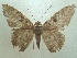  (Letis magna - KLM Lep 05819)  @13 [ ] CreativeCommons  Attribution Non-Commercial Share-Alike (2016) Christian Wieser Landesmuseum Kärnten