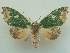  ( - KLM Lep 06461)  @14 [ ] CreativeCommons  Attribution Non-Commercial Share-Alike (2017) Christian Wieser Landesmuseum Kärnten