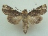  ( - KLM Lep 06482)  @15 [ ] CreativeCommons  Attribution Non-Commercial Share-Alike (2017) Christian Wieser Landesmuseum Kärnten