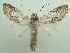 ( - KLM Lep 06493)  @11 [ ] CreativeCommons  Attribution Non-Commercial Share-Alike (2017) Christian Wieser Landesmuseum Kärnten
