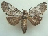  (Goodgeria apella - KLM Lep 06495)  @13 [ ] CreativeCommons  Attribution Non-Commercial Share-Alike (2017) Christian Wieser Landesmuseum Kärnten