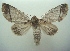  ( - KLM Lep 06496)  @13 [ ] CreativeCommons  Attribution Non-Commercial Share-Alike (2017) Christian Wieser Landesmuseum Kärnten