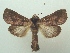  ( - KLM Lep 06500)  @11 [ ] CreativeCommons  Attribution Non-Commercial Share-Alike (2017) Christian Wieser Landesmuseum Kärnten
