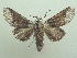  ( - KLM Lep 06513)  @11 [ ] CreativeCommons  Attribution Non-Commercial Share-Alike (2017) Christian Wieser Landesmuseum Kärnten