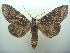  ( - KLM Lep 06528)  @11 [ ] CreativeCommons  Attribution Non-Commercial Share-Alike (2017) Christian Wieser Landesmuseum Kärnten