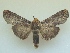  ( - KLM Lep 06531)  @11 [ ] CreativeCommons  Attribution Non-Commercial Share-Alike (2017) Christian Wieser Landesmuseum Kärnten