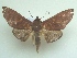  ( - KLM Lep 06534)  @11 [ ] CreativeCommons  Attribution Non-Commercial Share-Alike (2017) Christian Wieser Landesmuseum Kärnten