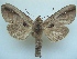  ( - KLM Lep 06545)  @15 [ ] CreativeCommons  Attribution Non-Commercial Share-Alike (2017) Christian Wieser Landesmuseum Kärnten