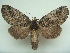  ( - KLM Lep 06550)  @11 [ ] CreativeCommons  Attribution Non-Commercial Share-Alike (2017) Christian Wieser Landesmuseum Kärnten