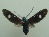  ( - KLM Lep 06566)  @11 [ ] CreativeCommons  Attribution Non-Commercial Share-Alike (2017) Christian Wieser Landesmuseum Kärnten