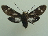  ( - KLM Lep 06578)  @11 [ ] CreativeCommons  Attribution Non-Commercial Share-Alike (2017) Christian Wieser Landesmuseum Kärnten