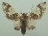  ( - KLM Lep 06612)  @11 [ ] CreativeCommons  Attribution Non-Commercial Share-Alike (2017) Christian Wieser Landesmuseum Kärnten