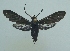  ( - KLM Lep 06667)  @11 [ ] CreativeCommons  Attribution Non-Commercial Share-Alike (2017) Christian Wieser Landesmuseum Kärnten