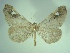  ( - KLM Lep 06722)  @11 [ ] CreativeCommons  Attribution Non-Commercial Share-Alike (2017) Christian Wieser Landesmuseum Kärnten