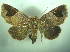  ( - KLM Lep 06734)  @11 [ ] CreativeCommons  Attribution Non-Commercial Share-Alike (2017) Christian Wieser Landesmuseum Kärnten