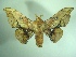  (Gonogramma kawensis - KLM Lep 06741)  @13 [ ] CreativeCommons  Attribution Non-Commercial Share-Alike (2017) Christian Wieser Landesmuseum Kärnten