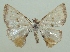  (Berberodes fulvicomosa - KLM Lep 06768)  @14 [ ] CreativeCommons  Attribution Non-Commercial Share-Alike (2017) Christian Wieser Landesmuseum Kärnten