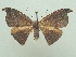  ( - KLM Lep 06786)  @11 [ ] CreativeCommons  Attribution Non-Commercial Share-Alike (2017) Christian Wieser Landesmuseum Kärnten