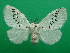  ( - KLM Lep 06881)  @11 [ ] CreativeCommons  Attribution Non-Commercial Share-Alike (2017) Christian Wieser Landesmuseum Kärnten