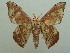  ( - KLM Lep 06915)  @11 [ ] CreativeCommons  Attribution Non-Commercial Share-Alike (2017) Christian Wieser Landesmuseum Kärnten