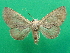  ( - KLM Lep 07166)  @14 [ ] CreativeCommons  Attribution Non-Commercial Share-Alike (2017) Christian Wieser Landesmuseum Kärnten