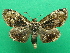  ( - KLM Lep 07399)  @11 [ ] CreativeCommons  Attribution Non-Commercial Share-Alike (2017) Christian Wieser Landesmuseum Kärnten