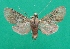  ( - KLM Lep 07502)  @11 [ ] CreativeCommons  Attribution Non-Commercial Share-Alike (2017) Christian Wieser Landesmuseum Kärnten