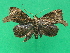  (Orotermes - KLM Lep 07828)  @11 [ ] CreativeCommons  Attribution Non-Commercial Share-Alike (2017) Christian Wieser Landesmuseum Kärnten