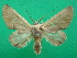  ( - KLM Lep 08215)  @13 [ ] CreativeCommons  Attribution Non-Commercial Share-Alike (2017) Christian Wieser Landesmuseum Kärnten