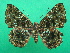 ( - KLM Lep 08250)  @11 [ ] CreativeCommons  Attribution Non-Commercial Share-Alike (2017) Christian Wieser Landesmuseum Kärnten