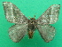  ( - KLM Lep 08269)  @13 [ ] CreativeCommons  Attribution Non-Commercial Share-Alike (2017) Christian Wieser Landesmuseum Kärnten