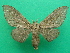  ( - KLM Lep 08275)  @11 [ ] CreativeCommons  Attribution Non-Commercial Share-Alike (2017) Christian Wieser Landesmuseum Kärnten