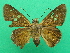  ( - KLM Lep 08289)  @14 [ ] CreativeCommons  Attribution Non-Commercial Share-Alike (2017) Christian Wieser Landesmuseum Kärnten