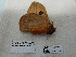  ( - IAvH-E-186780)  @11 [ ] Copyright (2019) Rodolphe Rougerie Museum national d'Histoire naturelle