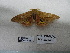  ( - IAvH-E-190191)  @11 [ ] Copyright (2019) Rodolphe Rougerie Museum national d'Histoire naturelle