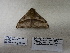  ( - IAvH-E-190290)  @11 [ ] Copyright (2019) Rodolphe Rougerie Museum national d'Histoire naturelle