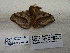  ( - IAvH-E-190286)  @11 [ ] Copyright (2019) Rodolphe Rougerie Museum national d'Histoire naturelle