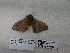  ( - IAvH-E-190211)  @11 [ ] Copyright (2019) Rodolphe Rougerie Museum national d'Histoire naturelle