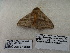  ( - IAvH-E-190280)  @11 [ ] Copyright (2019) Rodolphe Rougerie Museum national d'Histoire naturelle