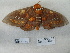  ( - IAvH-E-190492)  @11 [ ] Copyright (2019) Rodolphe Rougerie Museum national d'Histoire naturelle