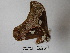  ( - IAvH-E-190518)  @11 [ ] Copyright (2019) Rodolphe Rougerie Museum national d'Histoire naturelle