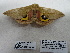  ( - IAvH-E-190186)  @11 [ ] Copyright (2019) Rodolphe Rougerie Museum national d'Histoire naturelle