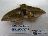  ( - IAvH-E-190194)  @11 [ ] Copyright (2019) Rodolphe Rougerie Museum national d'Histoire naturelle