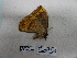  ( - IAvH-E-190511)  @11 [ ] Copyright (2019) Rodolphe Rougerie Museum national d'Histoire naturelle