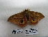  ( - IAvH-E-190196)  @11 [ ] Copyright (2019) Rodolphe Rougerie Museum national d'Histoire naturelle