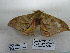 ( - IAvH-E-190197)  @11 [ ] Copyright (2019) Rodolphe Rougerie Museum national d'Histoire naturelle