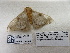  ( - IAvH-E-190405)  @11 [ ] Copyright (2019) Rodolphe Rougerie Museum national d'Histoire naturelle